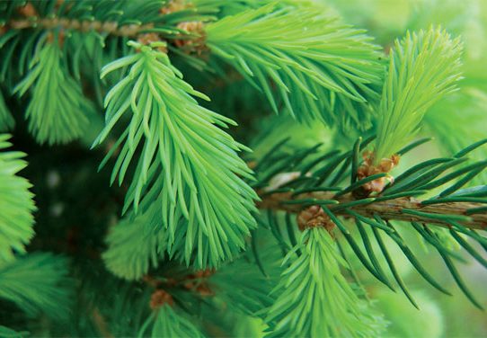 Tight shot of a brilliant green pine needles and seedlings.