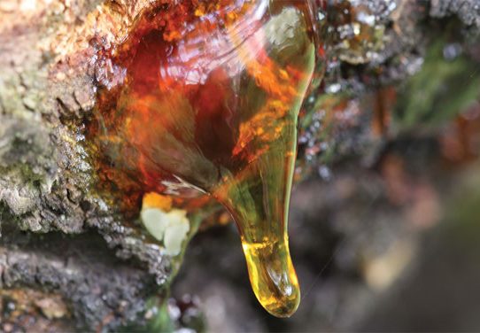 Close-up photo of a natural pine resin on pine tree bark.