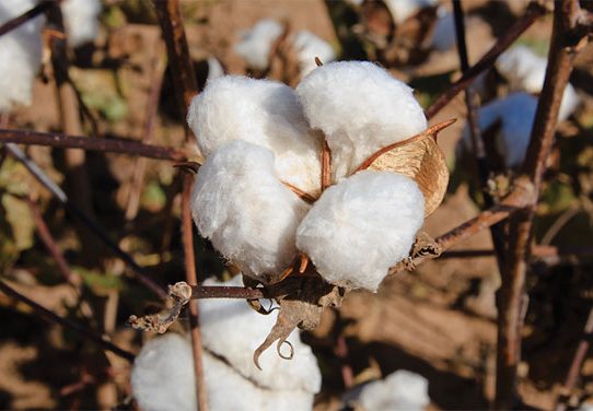 A mature cotton boll on a branch.